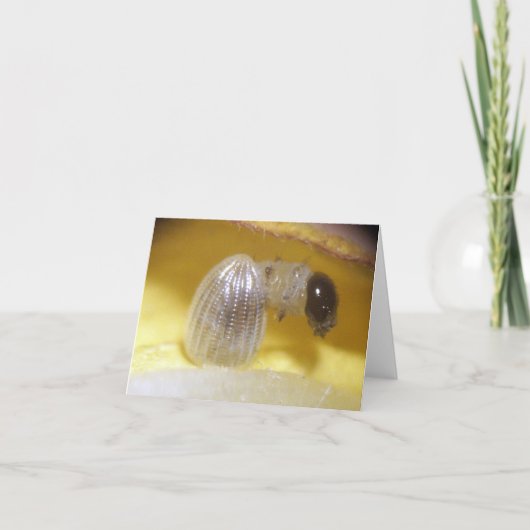 Monarch-Raupen-Anmerkungs-Karte Karte (Vorderseite)