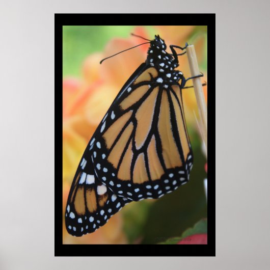 Monarch Royal Poster (Vorne)