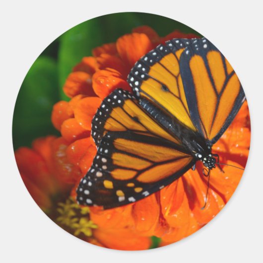 Monarch Runder Aufkleber (Vorderseite)