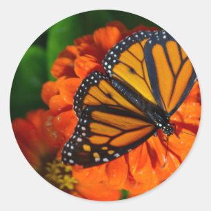 Monarch Runder Aufkleber