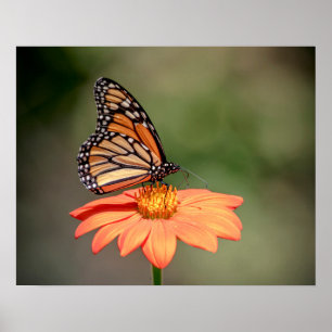 Monarch-Schmetterling auf einer orange Blume Poster