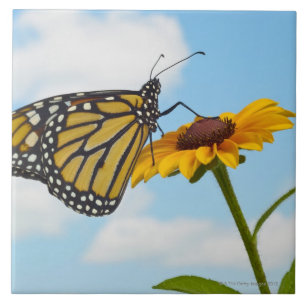 Monarch-Schmetterling auf einer schwarzen mit Fliese