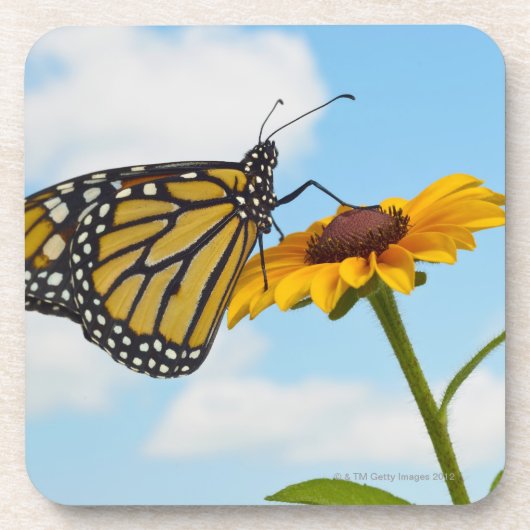 Monarch-Schmetterling auf einer schwarzen mit Getränkeuntersetzer (Vorderseite)