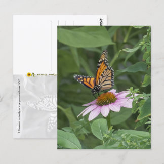 Monarch-Schmetterling auf einer violetten Kegelblu Postkarte