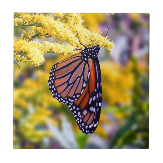 Monarch-Schmetterling auf Fliese (Vorderseite)