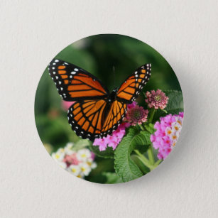Monarch-Schmetterling auf Lantana-Blume Button