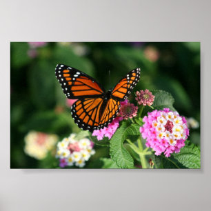 Monarch-Schmetterling auf Lantana-Blume Poster