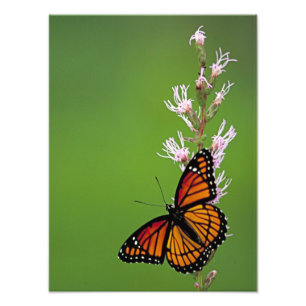 Monarch-Schmetterling und Blume auf grünem Fotodruck