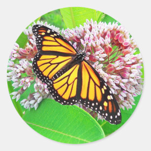 Monarch-Schmetterlingmilkweed-Blumen-Aufkleber Runder Aufkleber