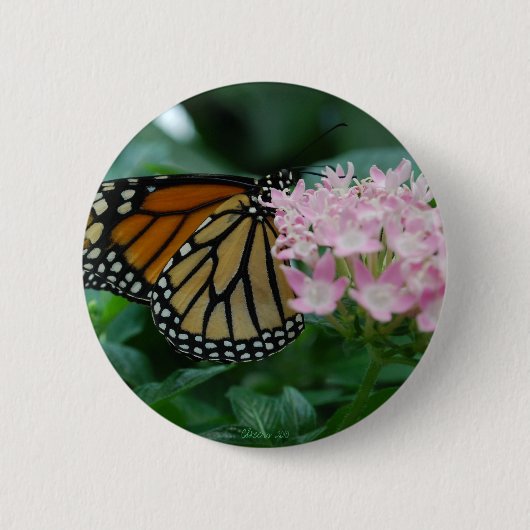 Monarch-Schmetterlings-Button-Anstecknadel Button (Vorderseite)