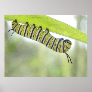 Monarch-Schmetterlings-Raupe, die einen Milkweed Poster