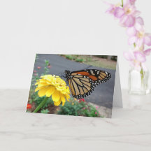 Monarch Sipping Yellow Zinnia, Blank Card