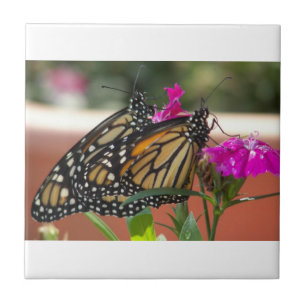 Monarch Twins #1 Fliese