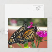 Monarch Twins #1-Postkarten Postkarte (Vorne/Hinten)