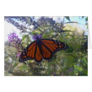 Monarch über Butterfly Bush