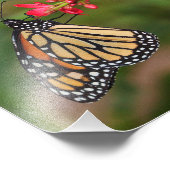 Monarch über Penta-Blume Fotodruck (Ecke)