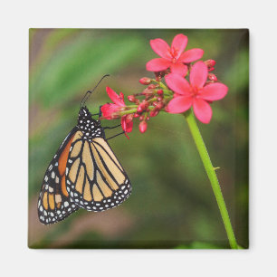 Monarch über Penta-Blume Magnet