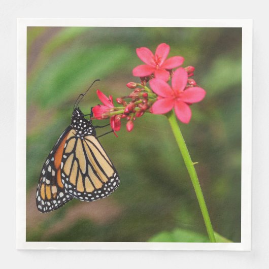 Monarch über Penta-Blume Serviette (Vorderseite)