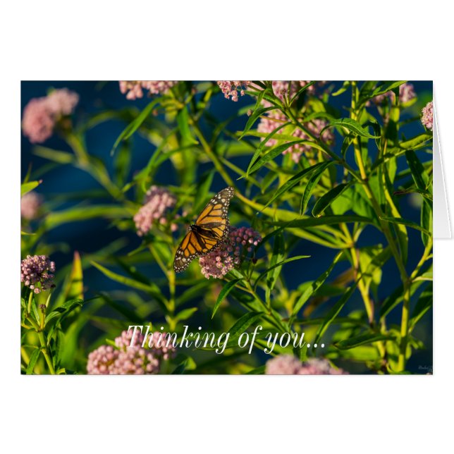 Monarch und Milkweed (Vorderseite (Horizontal))