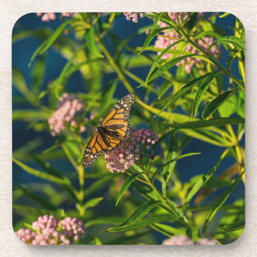 Monarch und Milkweed Getränkeuntersetzer (Vorderseite)