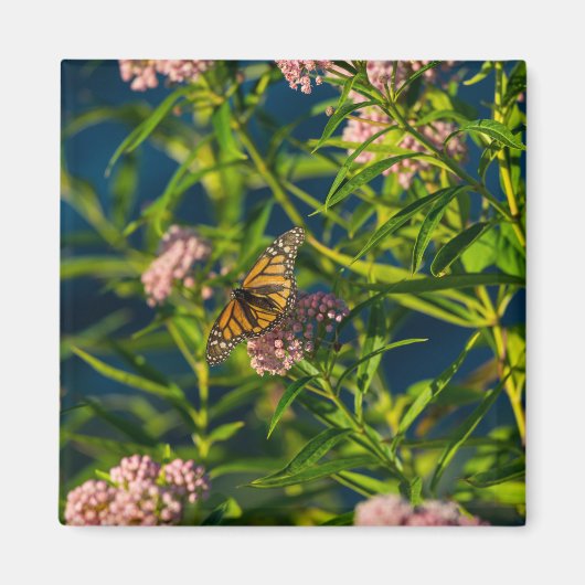 Monarch und Milkweed Magnet (Vorne)