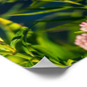 Monarch und Milkweed Poster (Ecke)