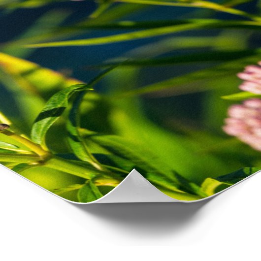 Monarch und Milkweed Poster (Ecke)