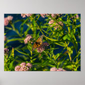 Monarch und Milkweed Poster (Vorne)