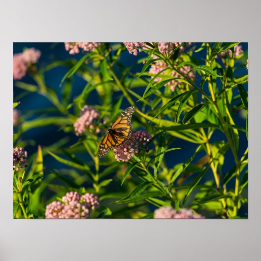 Monarch und Milkweed Poster (Vorne)