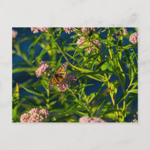 Monarch und Milkweed Postkarte