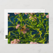 Monarch und Milkweed Postkarte (Vorne/Hinten)