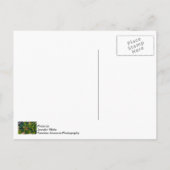 Monarch und Milkweed Postkarte (Rückseite)