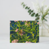 Monarch und Milkweed Postkarte (Stehend Vorderseite)