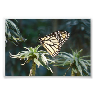 Monarch wartete herein fotodruck