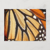 Monarch Wing ~ Postkarte (Vorderseite)