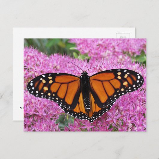Monarch Wings on Pink - Schmetterling Postkarte (Vorne/Hinten)