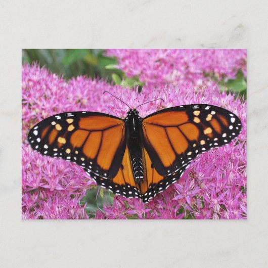Monarch Wings on Pink - Schmetterling Postkarte (Vorderseite)