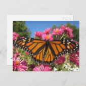 Monarch Wings - Schmetterling Postkarte (Vorne/Hinten)