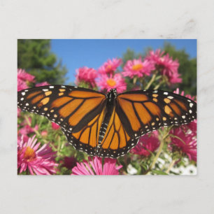 Monarch Wings - Schmetterling Postkarte