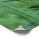 Monarchen auf der Schmetterlingsweed-Printwerbung Poster (Ecke)