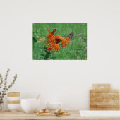 Monarchen auf der Schmetterlingsweed-Printwerbung Poster (Küche)