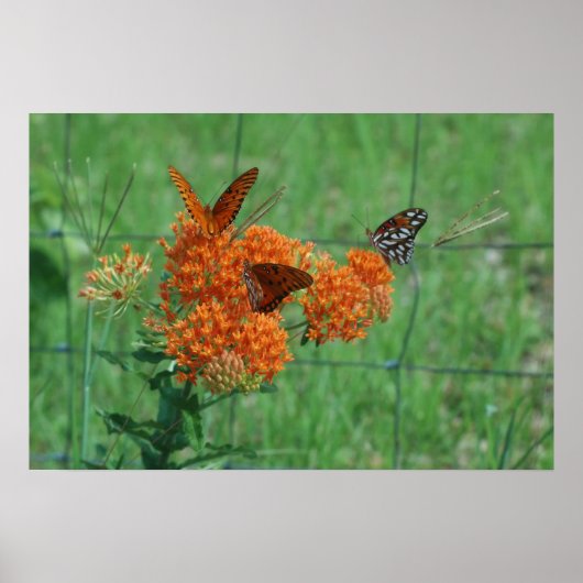 Monarchen auf der Schmetterlingsweed-Printwerbung Poster (Vorne)