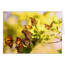 Monarchen im Sonnenlicht