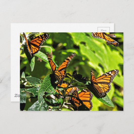 Monarchen Postkarte (Vorne/Hinten)