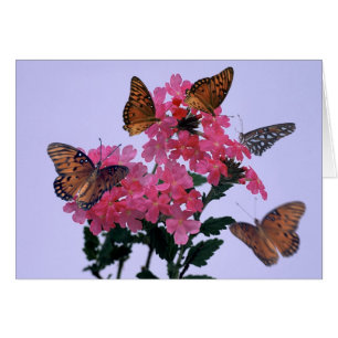 Monarchen und rosa Penta