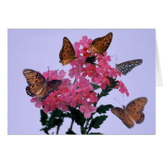 Monarchen und rosa Penta