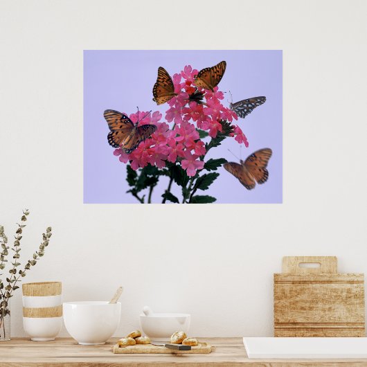 Monarchen und rosa Penta Poster (Küche)