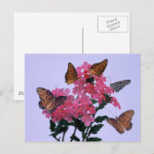 Monarchen und rosa Penta Postkarte (Vorne/Hinten)