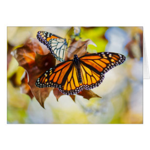 Monarchfalter