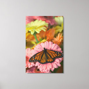 Monarchfalter auf einer Gerbera Danaus Plexippus Leinwanddruck